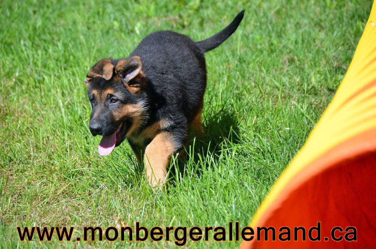 Les Berger Allemand Pure Race du québec chiots berger allemand de